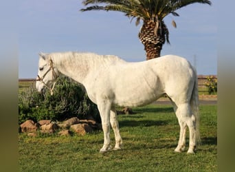 American Quarter Horse, Gelding, 13 years, 15 hh, Gray