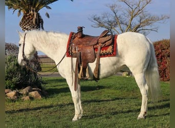 American Quarter Horse, Gelding, 13 years, 15 hh, Gray
