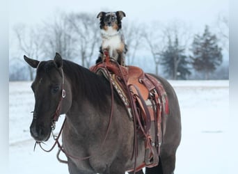 American Quarter Horse, Gelding, 13 years, 15 hh, Grullo