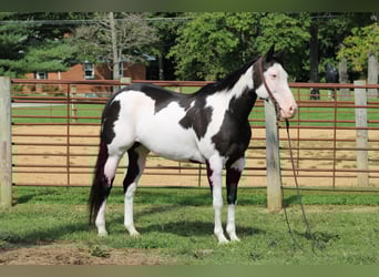 American Quarter Horse, Gelding, 13 years, 15 hh, Overo-all-colors