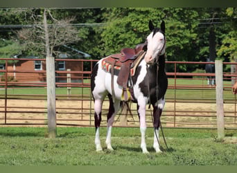American Quarter Horse, Gelding, 13 years, 15 hh, Overo-all-colors