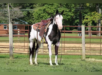 American Quarter Horse, Gelding, 13 years, 15 hh, Overo-all-colors