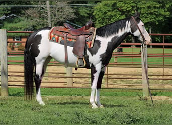 American Quarter Horse, Gelding, 13 years, 15 hh, Overo-all-colors