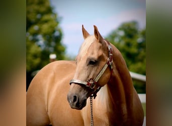 American Quarter Horse, Gelding, 13 years, 15 hh, Palomino