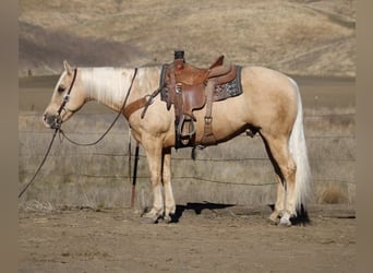 American Quarter Horse, Gelding, 13 years, 15 hh, Palomino