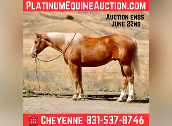 American Quarter Horse, Gelding, 13 years, 15 hh, Palomino