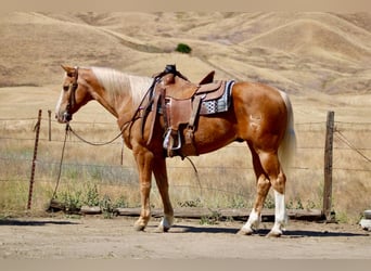 American Quarter Horse, Gelding, 13 years, 15 hh, Palomino