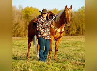 American Quarter Horse Mix, Gelding, 13 years, 15 hh, Palomino