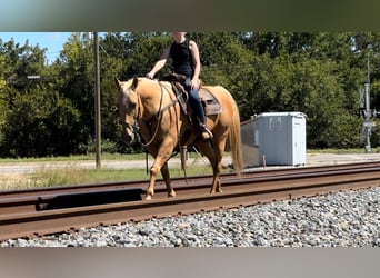 American Quarter Horse, Wallach, 13 Jahre, 15 hh, Palomino