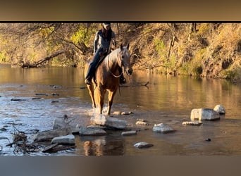 American Quarter Horse, Wallach, 13 Jahre, 15 hh, Palomino