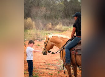 American Quarter Horse, Wallach, 13 Jahre, 15 hh, Palomino