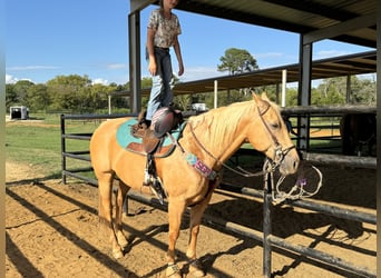 American Quarter Horse, Wallach, 13 Jahre, 15 hh, Palomino