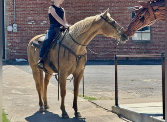 American Quarter Horse, Wallach, 13 Jahre, 15 hh, Palomino