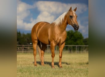 American Quarter Horse, Wallach, 13 Jahre, 15 hh, Palomino