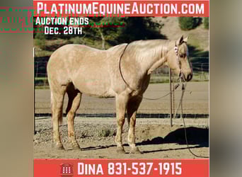 American Quarter Horse, Gelding, 13 years, 15 hh, Palomino