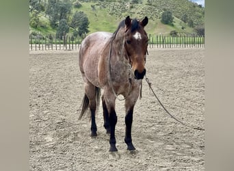 American Quarter Horse, Gelding, 13 years, 15 hh, Roan-Bay