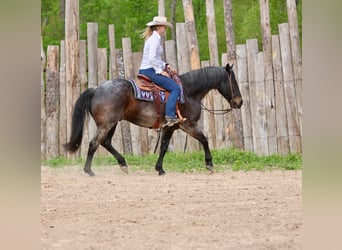 American Quarter Horse, Gelding, 13 years, 15 hh, Roan-Bay