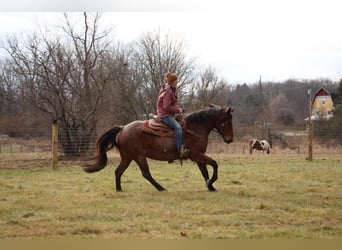 American Quarter Horse, Gelding, 13 years, 15 hh, Roan-Bay