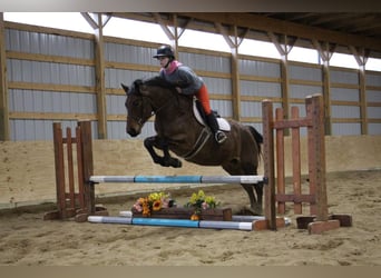 American Quarter Horse, Gelding, 13 years, 15 hh, Roan-Bay