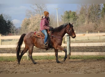 American Quarter Horse, Gelding, 13 years, 15 hh, Roan-Bay