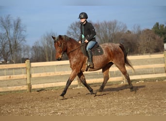 American Quarter Horse, Gelding, 13 years, 15 hh, Roan-Bay