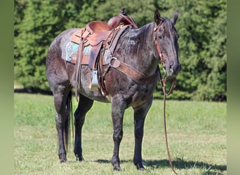 American Quarter Horse, Gelding, 13 years, 15 hh, Roan-Blue