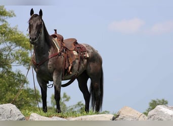 American Quarter Horse, Gelding, 13 years, 15 hh, Roan-Blue