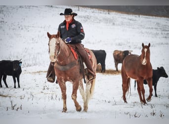 American Quarter Horse, Gelding, 13 years, 15 hh, Roan-Red