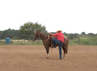 American Quarter Horse, Gelding, 13 years, 15 hh, Roan-Red