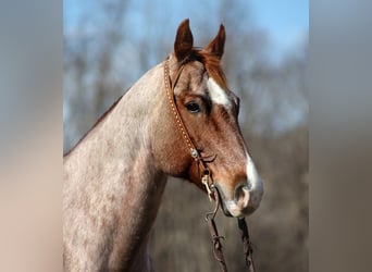 American Quarter Horse, Gelding, 13 years, 15 hh, Roan-Red