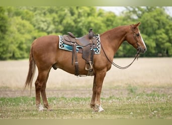 American Quarter Horse, Gelding, 13 years, 15 hh, Sorrel