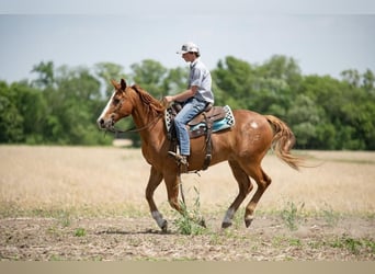 American Quarter Horse, Gelding, 13 years, 15 hh, Sorrel