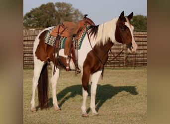 American Quarter Horse, Gelding, 13 years, 15 hh, Tobiano-all-colors