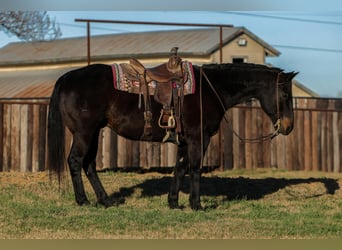 American Quarter Horse, Gelding, 13 years, 15,1 hh, Black