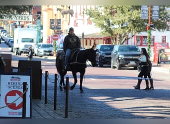 American Quarter Horse, Gelding, 13 years, 15,1 hh, Black