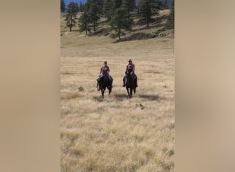 American Quarter Horse, Gelding, 13 years, 15,1 hh, Black