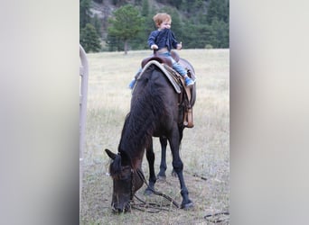 American Quarter Horse, Gelding, 13 years, 15,1 hh, Black