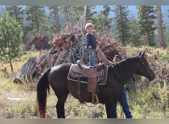 American Quarter Horse, Gelding, 13 years, 15,1 hh, Black