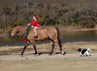 American Quarter Horse, Gelding, 13 years, 15,1 hh, Buckskin