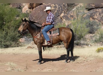 American Quarter Horse, Gelding, 13 years, 15,1 hh, Buckskin