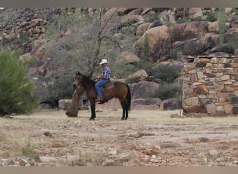 American Quarter Horse, Gelding, 13 years, 15,1 hh, Buckskin