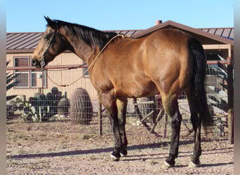 American Quarter Horse, Gelding, 13 years, 15,1 hh, Buckskin