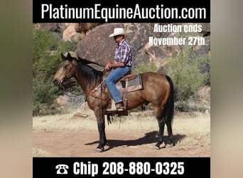 American Quarter Horse, Gelding, 13 years, 15,1 hh, Buckskin