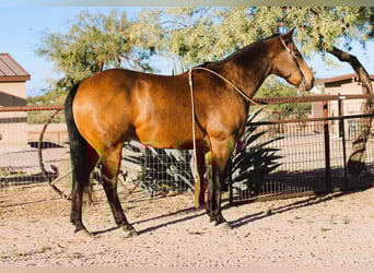 American Quarter Horse, Gelding, 13 years, 15,1 hh, Buckskin