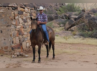 American Quarter Horse, Gelding, 13 years, 15,1 hh, Buckskin