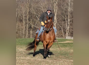 American Quarter Horse, Gelding, 13 years, 15,1 hh, Dun