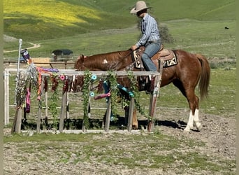 American Quarter Horse, Gelding, 13 years, 15,1 hh, Overo-all-colors