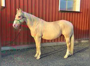 American Quarter Horse, Gelding, 13 years, 15,1 hh, Palomino
