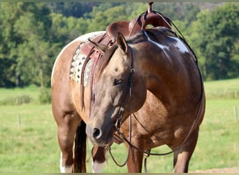 American Quarter Horse, Gelding, 13 years, 15,1 hh