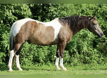 American Quarter Horse, Gelding, 13 years, 15,1 hh
